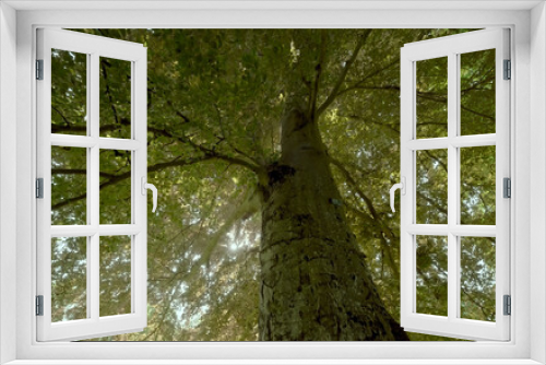 Fototapeta Naklejka Na Ścianę Okno 3D - Potężny buk - popołudniowe słońce przeświecające przez koronę. Duże majestatyczne drzewo w starym historycznym parku w majowe popołudnie podczas zachodu słońca.