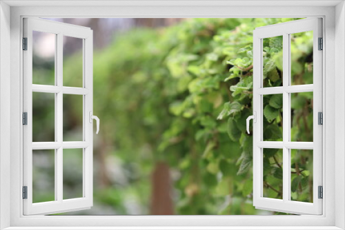 Fototapeta Naklejka Na Ścianę Okno 3D - Lush Green Leaves Cascading Over Wooden Fence