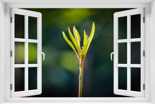 Fototapeta Naklejka Na Ścianę Okno 3D - Green little plant closeup with blur background
