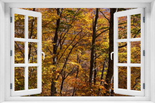 Fototapeta Naklejka Na Ścianę Okno 3D - 日本の風景・秋　紅葉の谷川岳　一ノ倉沢までのハイキングコース