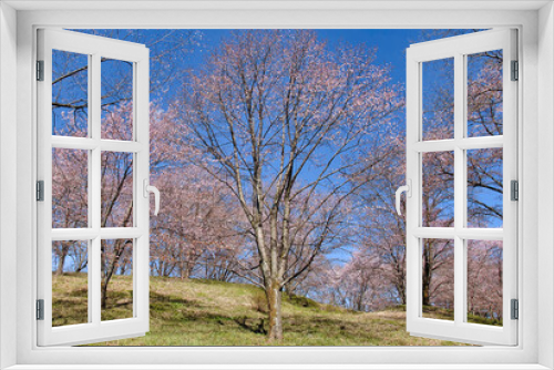 Fototapeta Naklejka Na Ścianę Okno 3D - 美の山公園の桜
