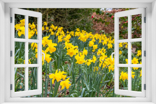 Fototapeta Naklejka Na Ścianę Okno 3D - Daffodils 