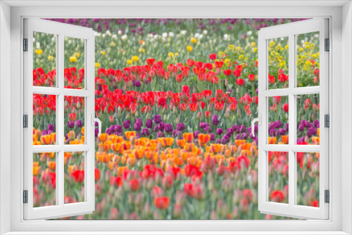 Fototapeta Naklejka Na Ścianę Okno 3D - a view of a tulip-flowered garden