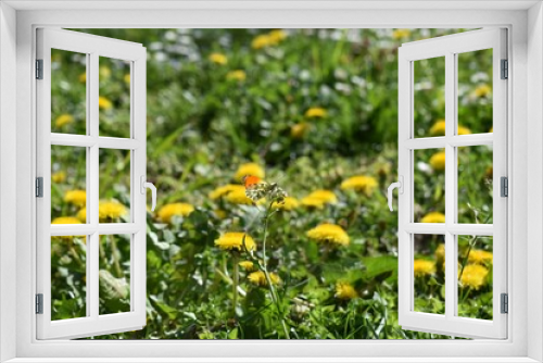 Fototapeta Naklejka Na Ścianę Okno 3D -  butterfly feeding on yellow  flower in summer floral background