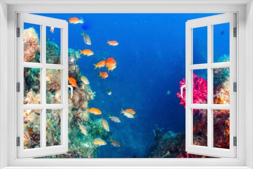 Fototapeta Naklejka Na Ścianę Okno 3D - Underwater coral reef and fishes