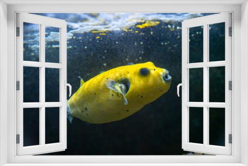 Fototapeta Naklejka Na Ścianę Okno 3D - Yellow Blackspotted Puffer Or Dog-faced Puffer Fish Arothron Nigropunctatus Swimming In Water..