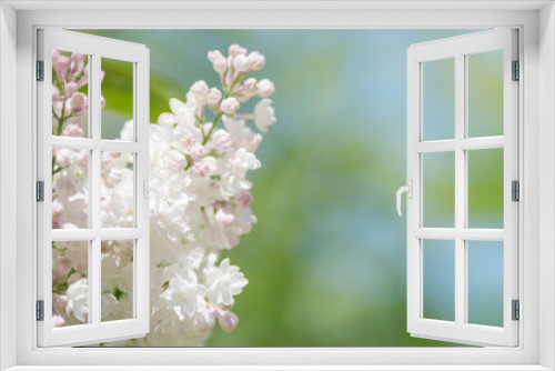 Fototapeta Naklejka Na Ścianę Okno 3D - Lilac branches on a sunny day