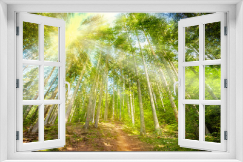 Fototapeta Naklejka Na Ścianę Okno 3D - Sunshine in the colorful forest with blue sky and great weather