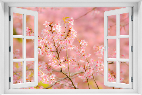 Fototapeta Naklejka Na Ścianę Okno 3D - Wild Himalayan Cherry  (Thailand sakura ).