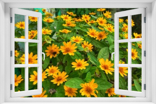 Fototapeta Naklejka Na Ścianę Okno 3D - yellow flowers in the garden,little sunflower blooming in the garden 