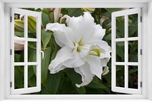 Fototapeta Naklejka Na Ścianę Okno 3D - white lily in the garden close-up