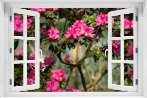 Fototapeta Naklejka Na Ścianę Okno 3D - Fiery Azalea Delight Flowers in the Garden