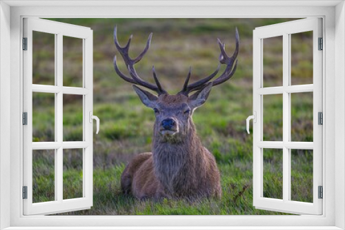 Fototapeta Naklejka Na Ścianę Okno 3D - Majestic stag stands in a lush, green meadow, proudly displaying its large, stately antlers