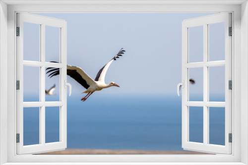 Fototapeta Naklejka Na Ścianę Okno 3D - Migrating storks traveling thousands of kilometers.