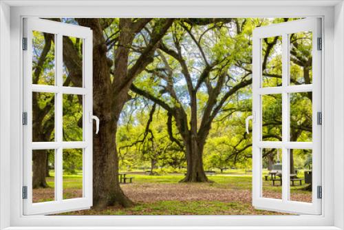 Fototapeta Naklejka Na Ścianę Okno 3D - Beautiful Live Oak trees in Audubon Park on a sunny spring morning