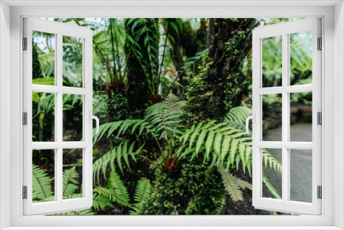 Fototapeta Naklejka Na Ścianę Okno 3D - Lush Green Ferns Growing on Mossy Tree