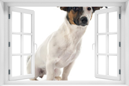 Fototapeta Naklejka Na Ścianę Okno 3D - jack russel terrier