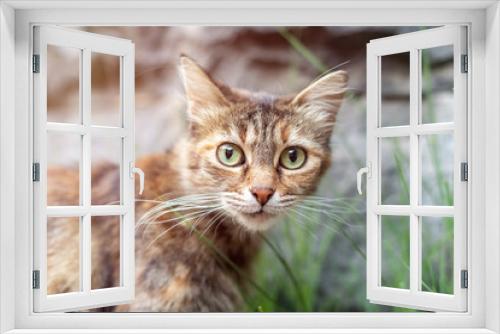 Fototapeta Naklejka Na Ścianę Okno 3D - Observant Street Cat Exuding Intelligence and Curious Nature