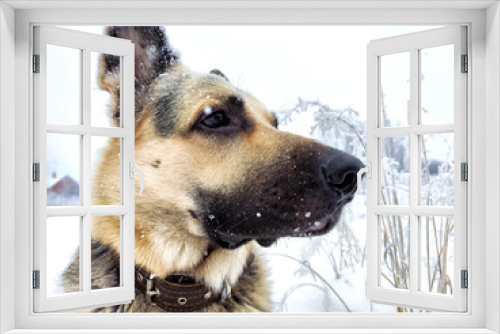 Fototapeta Naklejka Na Ścianę Okno 3D - Dog German Shepherd in a winter day and white snow arround. Waiting eastern European dog veo and white snow