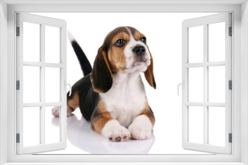 Fototapeta Naklejka Na Ścianę Okno 3D - Beagle puppy on a white background