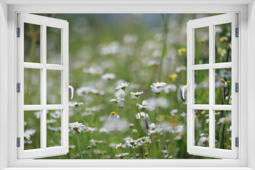 Fototapeta Naklejka Na Ścianę Okno 3D - bellis daisies (Bellis perennis) flowers in spring	
