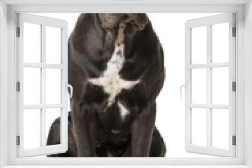 Fototapeta Naklejka Na Ścianę Okno 3D - Hund mit Herzbrille