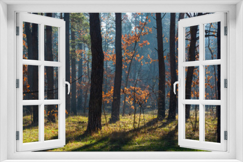 Fototapeta Naklejka Na Ścianę Okno 3D - Sunny, spring weather in the forest. There are still last year's leaves on the oak trees, which glow beautifully in the sun's rays.