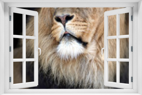 Fototapeta Naklejka Na Ścianę Okno 3D - male lion