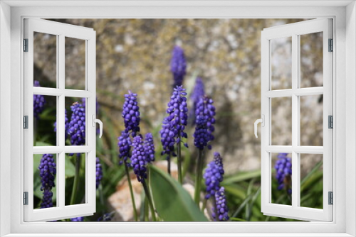 Fototapeta Naklejka Na Ścianę Okno 3D - Garden grape hyacinth in the garden