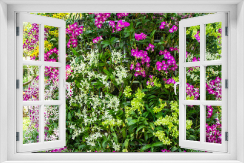 Fototapeta Naklejka Na Ścianę Okno 3D - Beautiful Colorful Orchid Flowers In The Garden.