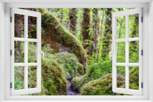 Fototapeta Naklejka Na Ścianę Okno 3D - Winding footpath in a lush green temperate forest.  Vertical image.  Location:  Ventisquero Yelcho trail, Corcovado National Park, Chile
