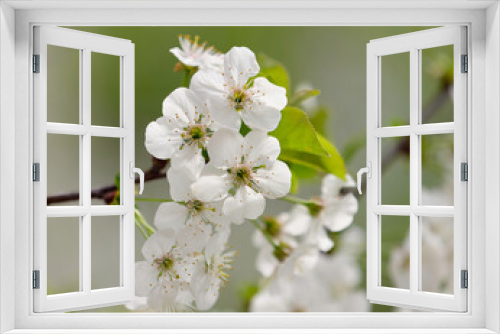 Fototapeta Naklejka Na Ścianę Okno 3D - Selective focus photo of beautiful cherry blossoms on a twig with a blurry background