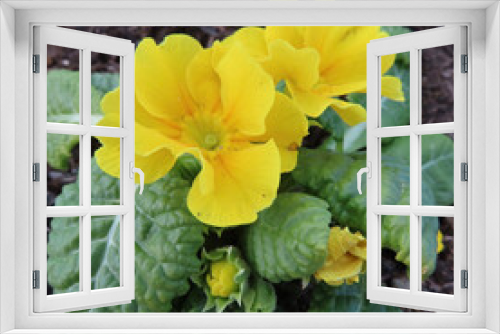 Fototapeta Naklejka Na Ścianę Okno 3D - 早春にプリムラが黄色の花を咲かせています