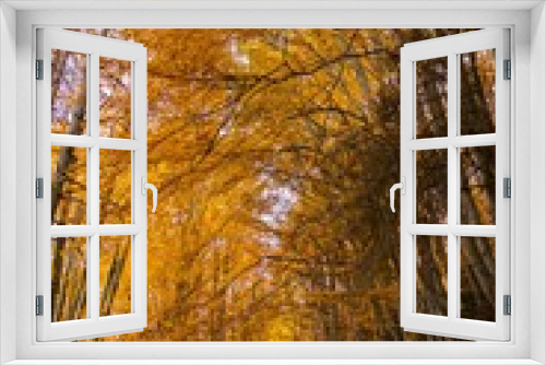 Fototapeta Naklejka Na Ścianę Okno 3D - Idyllic forest landscape featuring lush foliage and towering trees in autumn.