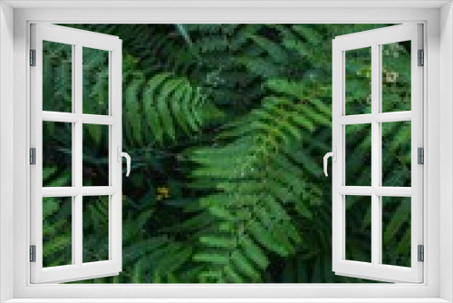 Fototapeta Naklejka Na Ścianę Okno 3D - Vibrant field of lush green fern in the wild