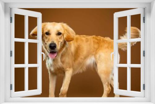 Fototapeta Naklejka Na Ścianę Okno 3D - 

Beautiful golden retriever dog isolated on brown background. looking at camera . front view. dog studio portrait.happy dog .dog isolated .puppy isolated .puppy closeup face,indoors.brown background