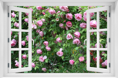 Fototapeta Naklejka Na Ścianę Okno 3D - Rose Lijang