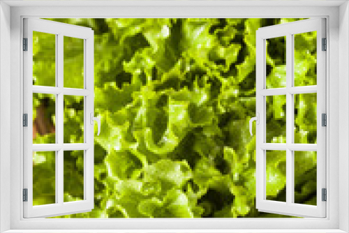 Fototapeta Naklejka Na Ścianę Okno 3D - Fresh Healthy Organic Green Leaf Lettuce