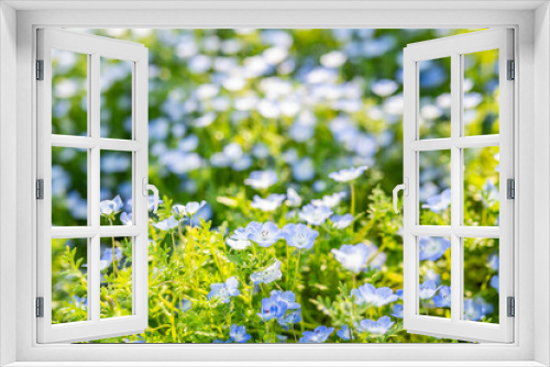 Fototapeta Naklejka Na Ścianę Okno 3D - Blue butterfly flowers blooming in spring