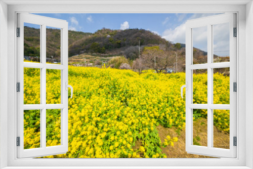 Fototapeta Naklejka Na Ścianę Okno 3D - 青空に向かって咲く菜の花
