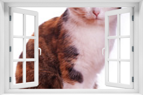 Fototapeta Naklejka Na Ścianę Okno 3D - red cat