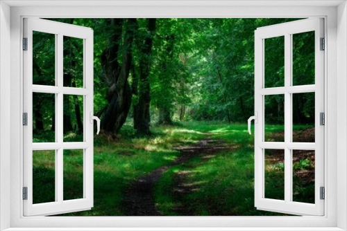 Fototapeta Naklejka Na Ścianę Okno 3D - Scenic outdoor pathway in a forest setting, lined with lush green foliage