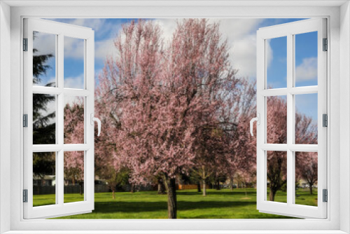 Fototapeta Naklejka Na Ścianę Okno 3D - cherry blossoms 