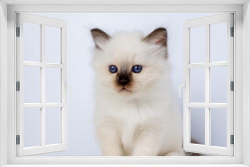 Fototapeta Naklejka Na Ścianę Okno 3D - Sacred Birman kitten, birma Cat