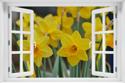 Fototapeta Naklejka Na Ścianę Okno 3D - Frühlingsblumen im Beet