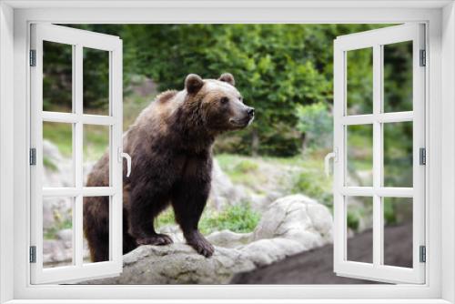Fototapeta Naklejka Na Ścianę Okno 3D - Portraif of beautiful brown bear.	
