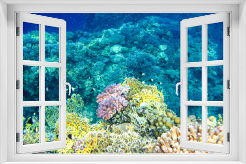 Fototapeta Naklejka Na Ścianę Okno 3D - Beautiful inhabitants of the coral reef in the Red Sea