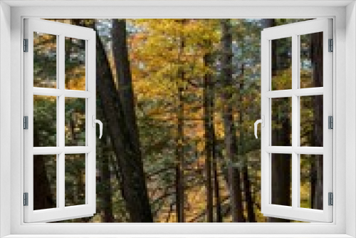 Fototapeta Naklejka Na Ścianę Okno 3D - Pathway leading into a scenic landscape of golden trees, Letchworth State Park, New York
