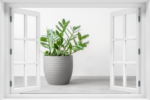 Fototapeta Naklejka Na Ścianę Okno 3D - Zamioculcas, or zamiifolia zz plant in a gray ceramic pot on a gray table, home gardening and minimal home decor concept