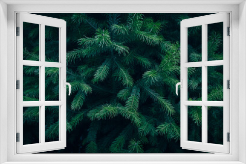 Fototapeta Naklejka Na Ścianę Okno 3D - Young evergreen Fir tree branches texture pattern